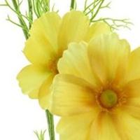 Cosmos Bibi yellow 77 cm kunstbloem Erutan Avon - Erutan avon