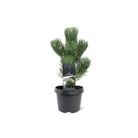 Pinus nigra Oregon Green 30-40 cm Conifeer - Warentuin natuurlijk