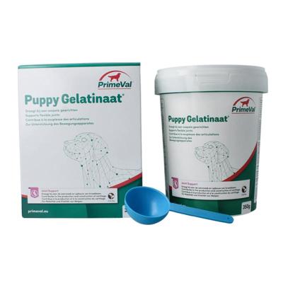 Primeval Gelatinaat puppy