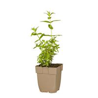 Grote kattenstaart vaste plant Griffioen - Griffioen