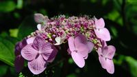 Hortensia