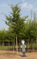 Haagbeuk volgroeid Carpinus betulus h 600 cm st. omtrek 22,5 cm - Warentuin Natuurlijk