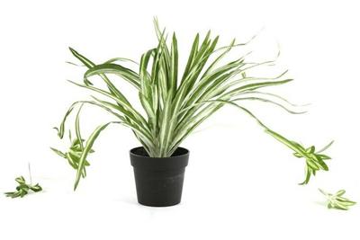 Decostar Chlorophytum graslelie plant 29 cm groen Decostar Chlorophytum graslelie plant 29 cm groen