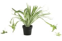Decostar Chlorophytum graslelie plant 29 cm groen