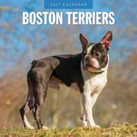 Boston Terrier Kalender 2027