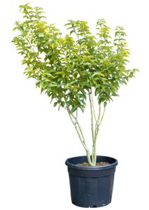 Chinese Esdoorn meerstammig Acer davidii 162,5 cm - Warentuin Natuurlijk