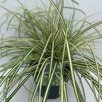 Zegge (Carex oshimensis "Evergold") siergras - In 5 liter pot - 1 stuks - thumbnail