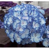 Hydrangea Macrophylla "Charming® Julia Blue"® boerenhortensia - thumbnail