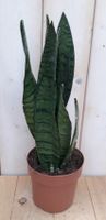 Kamerplant Vrouwentong Sansevieria donkergroen 30 cm - Warentuin Natuurlijk