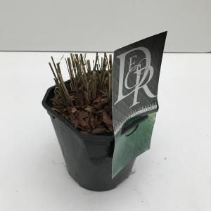 Prachtriet (Miscanthus sinensis "Gracillimus") siergras - In 2 liter pot - 1 stuks