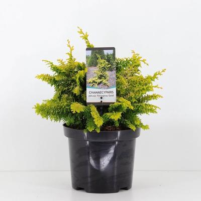Chamaecyparis obtusa fernspray gold 30 cm - Warentuin natuurlijk
