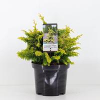 Chamaecyparis obtusa fernspray gold 30 cm - Warentuin natuurlijk