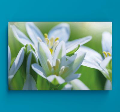 Canvas bloemen Weide van prachtige sneeuwklokjes