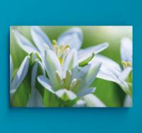 Canvas bloemen Weide van prachtige sneeuwklokjes