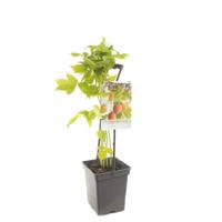 Rubus idaeus Fallgold Gele framboos draagbeugel fruitplant Fruithof - Fruithof