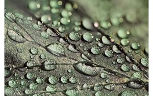 Goossens Schilderij Macro Leaf, 148 x 98 cm