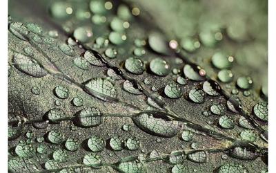 Goossens Schilderij Macro Leaf, 148 x 98 cm