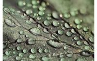Goossens Schilderij Macro Leaf, 148 x 98 cm