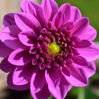 Flowerbulbs Amsterdam - 12 dahlia blue bell knollen voor 2 m², grote brede bloembladen