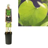 Klimplant Aristolochia durior - Duitse pijp - thumbnail