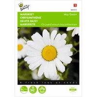 Chrysanthemum, Margriet May Queen