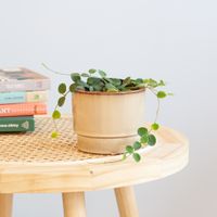 Hoya Serpens - P11