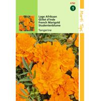 2 stuks Tagetes Patula Nana Tangerine