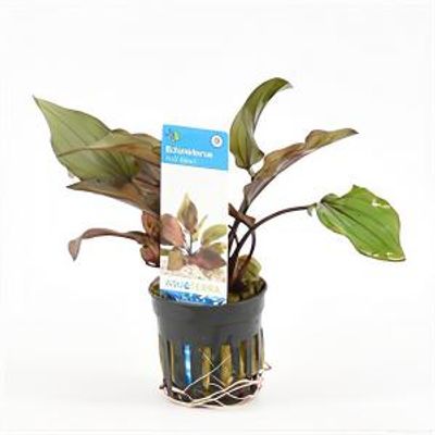 Echinodorus red devil - 6 stuks - aquarium plant