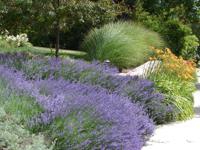 Vaste planten mix ACTIE