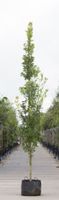 Zuil eik Quercus robur Fastigiate Koster h 250 cm st. h 30 cm - Warentuin Natuurlijk - thumbnail