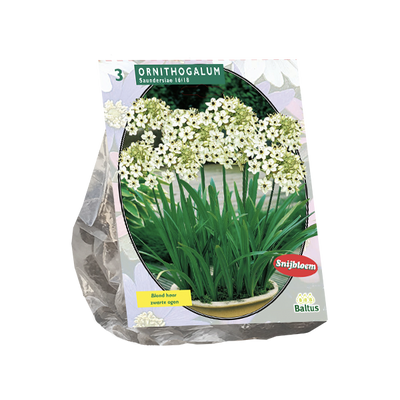 Ornithogalum