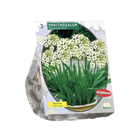 Ornithogalum