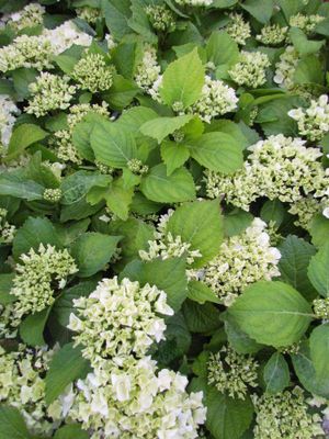 Boerenhortensia