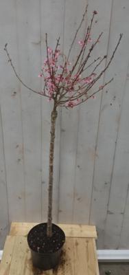 Prunus Bloeiend op 40 cm stam Warentuin Natuurlijk - Warentuin natuurlijk Prunus Bloeiend op 40 cm stam Warentuin Natuurlijk - Warentuin natuurlijk