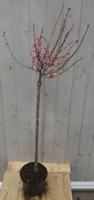 Prunus Bloeiend op 40 cm stam Warentuin Natuurlijk - Warentuin natuurlijk - thumbnail