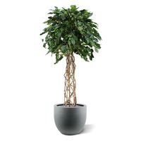 Ficus Exotica bol kunstplant op stam 150cm