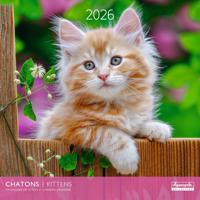 Kittens Kalender 2026 Kittens Kalender 2026