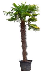 Chinese waaierpalm 220 cm stamhoogte Trachycarpus Fortunei 320 cm - Warentuin Natuurlijk