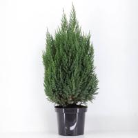 Juniperus chinensis stricta 100 cm Conifeer Chinese jeneverbes Warentuin Natuurlijk - Warentuin natuurlijk
