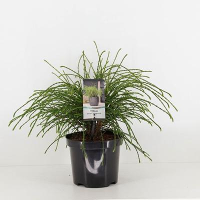 Thuja plicata whipcord 20-25 cm - Warentuin natuurlijk