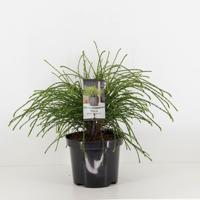 Thuja plicata whipcord 20-25 cm - Warentuin natuurlijk