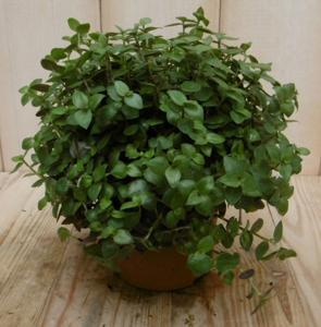 2 stuks! Kamerplant Eden Elegance Callisia Turtle - Warentuin natuurlijk