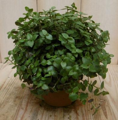 2 stuks! Kamerplant Eden Elegance Callisia Turtle - Warentuin natuurlijk