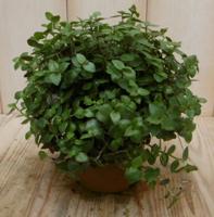 2 stuks! Kamerplant Eden Elegance Callisia Turtle - Warentuin natuurlijk