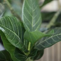 Ficus Audrey Kunstboom RT op stam 205cm