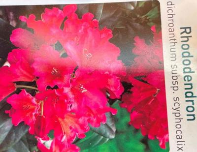 Rhododendron Scyphocalix - Warentuin natuurlijk