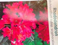 Rhododendron Scyphocalix - Warentuin natuurlijk
