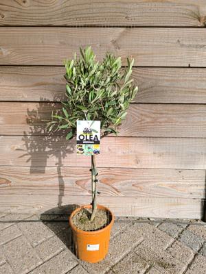 Olijfboom op stam Olijfboom op stam