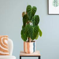 Philodendron Splendid - P15