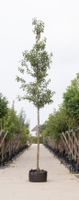 Sierpeer Pyrus call. Chanticleer h 550 cm st. omtrek 19 cm - Warentuin Natuurlijk